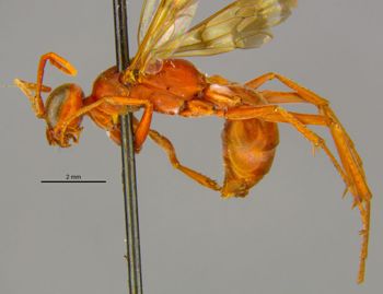 Media type: image;   Entomology 16533 Aspect: habitus lateral view